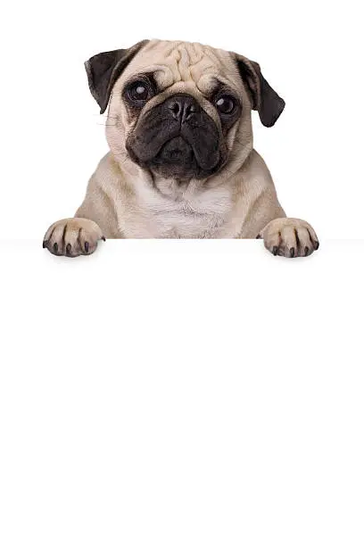 pug dog with bunner isolated on white background