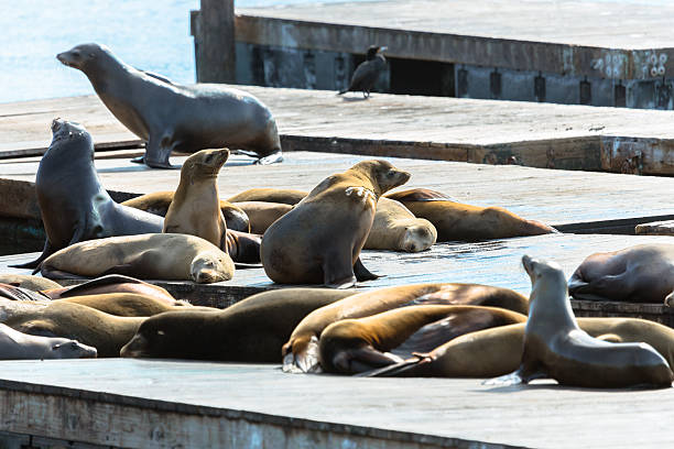 istock Sea Lion Colony in Pier 39 513878052