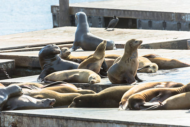 istock Sea Lions in San Francisco 513878054