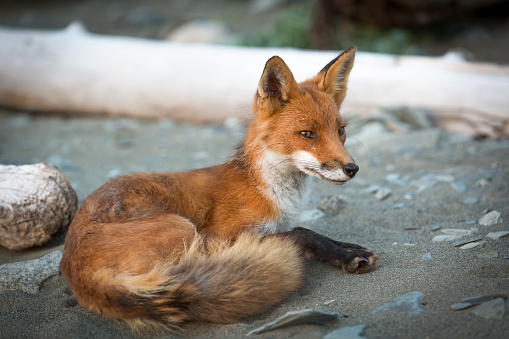 Red Fox Close Up on Remote Alaska Beach