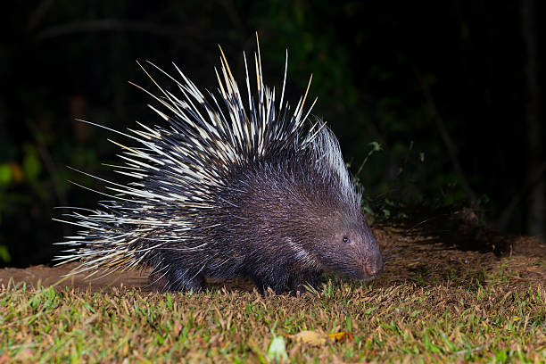 istock front side nocturnal animals Malayan porcupine 513879188