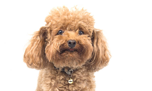 istock Red Toy Poodle puppy 513879643