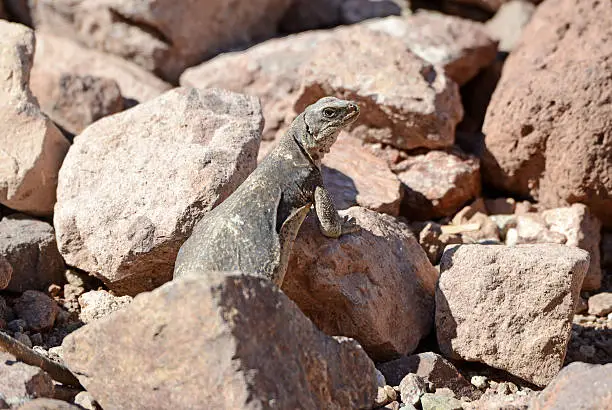 Chuckwalla lizard, native to the southwest deserts of the United States and Mexico