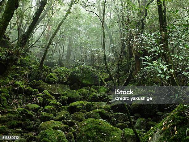 Completely Covering Moss Stock Photo - Download Image Now - Yakushima Island, Forest, No People