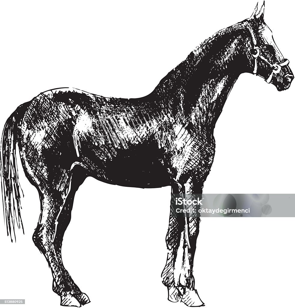 horse ink drawing of a horse Animal stock vector