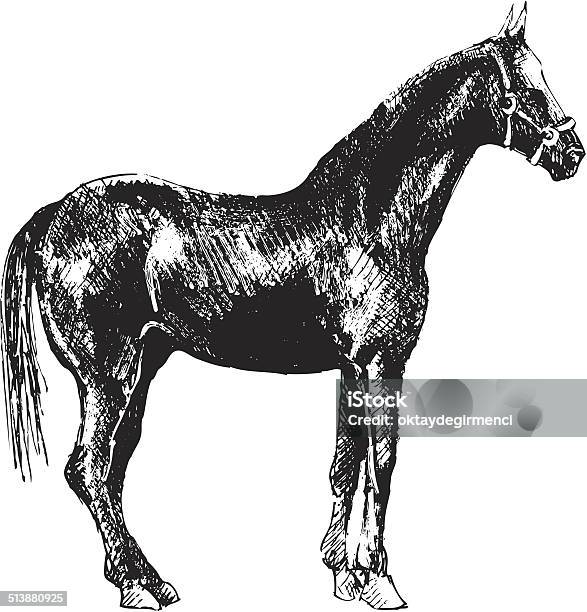 Horse Stock Illustration - Download Image Now - Animal, Animal Back, Animal Body Part