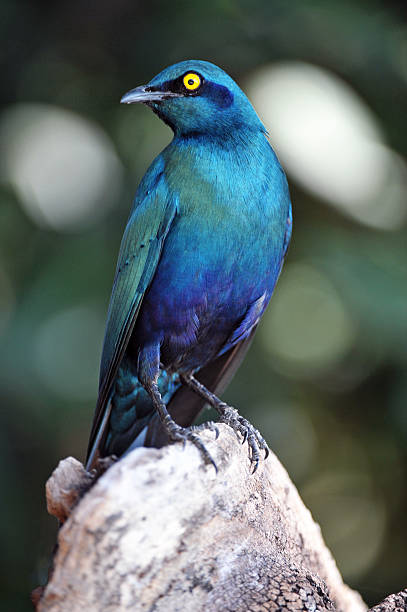 istock Keeping an eye on you. Burchells Starling, Botswana 513881521