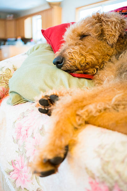 istock Airedale terrier sleeping at the sofa in the living room 513881634