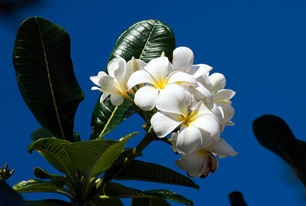 istock Frangipani flowers, Pagoda tree or Temple tree 513881742