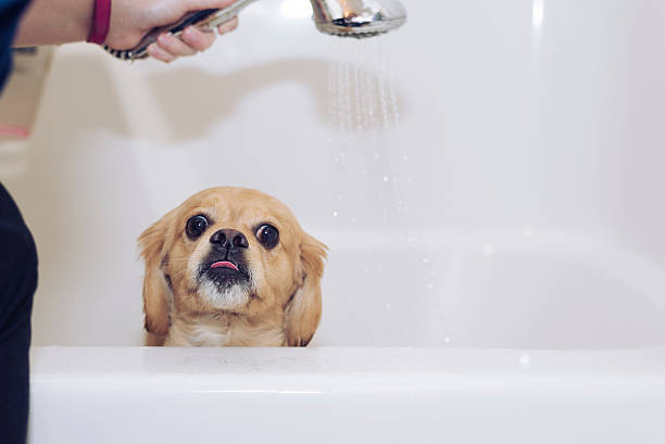 istock displeased puppy getting showered in tub 513881748