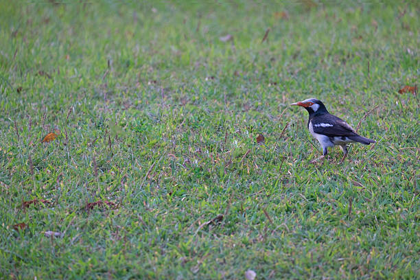 Red mouth and black and white stripe small bird on meadow in garden/Red mouth bird with black and white stripe