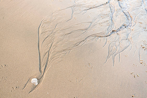 istock Erosion pattarn on the sand 513882226