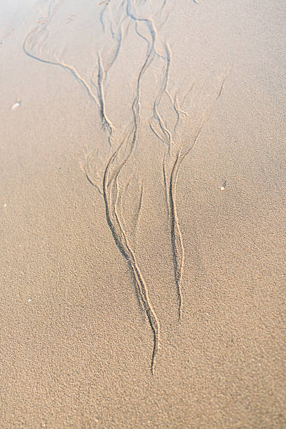 istock Erosion pattarn on the sand 513882310