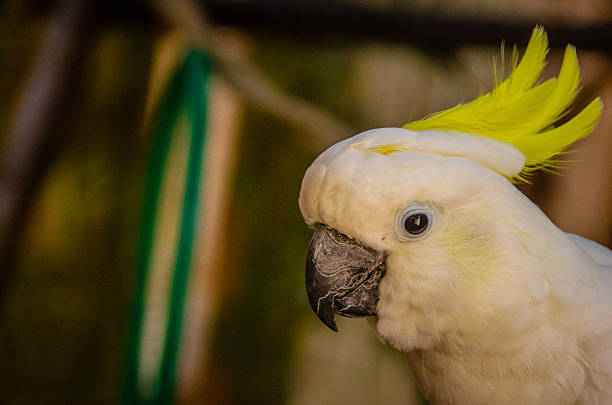 istock Cockatoo Portrait 513882331