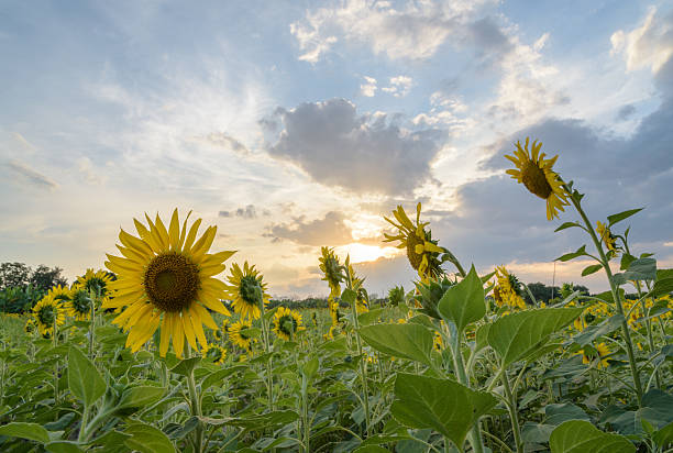 istock Field of sunflowers with sky 513882448
