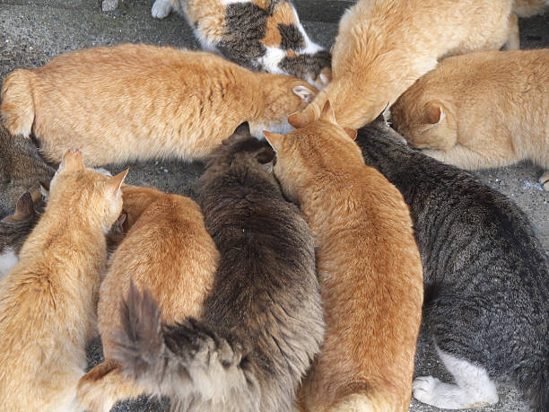 istock Cats on Aoshima japanese cat island 513882612