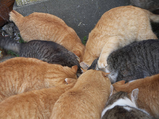 istock Cats on Aoshima japanese cat island 513882868