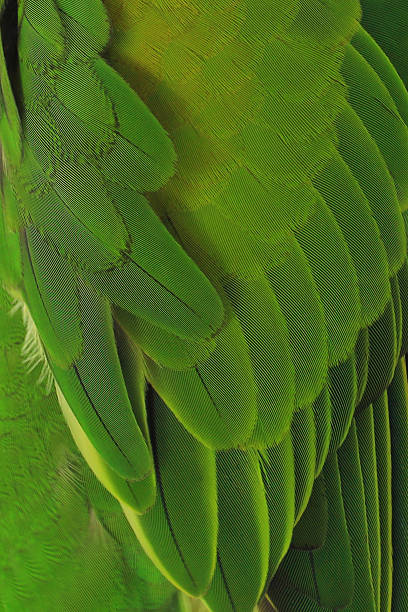 istock Colorful feathers, Red-breasted Parakeet feathers background texture 513882978