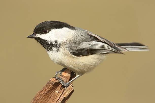 istock Bird On A Stump In Winter 513883260