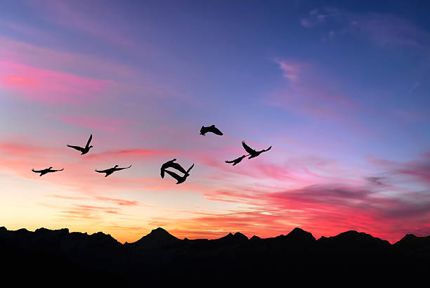 istock Landscape during sunset and flying birds 513883454