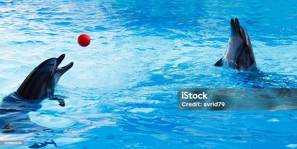 Two dolphins playing volleyball in the pool. Dolphin Stock Photo