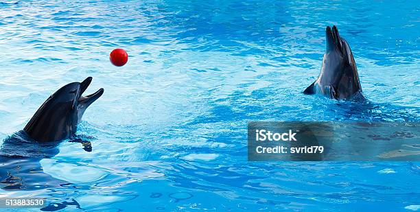 Two Dolphins Playing Volleyball In The Pool Stock Photo - Download Image Now - Dolphin, Stunt, Animal