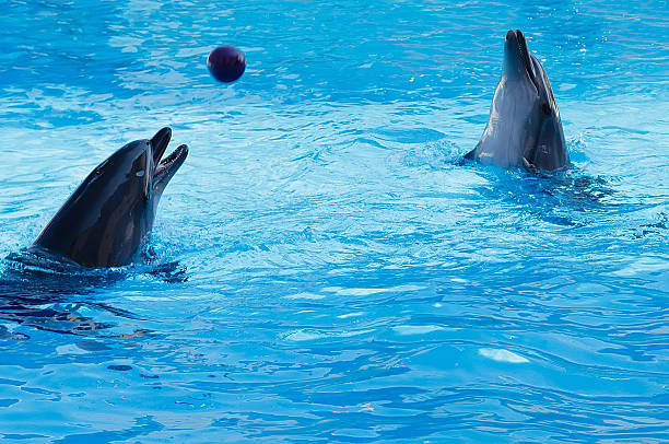 istock Two dolphins playing volleyball in the pool. 513883558
