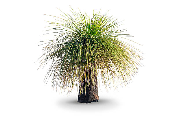 istock Xanthorrhoea, Balga, grass-tree, blackboy isolated on white ground 513883582