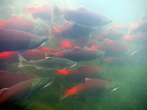 Salmon swim up Dave's creek on the Kenai Peninsula, alaska