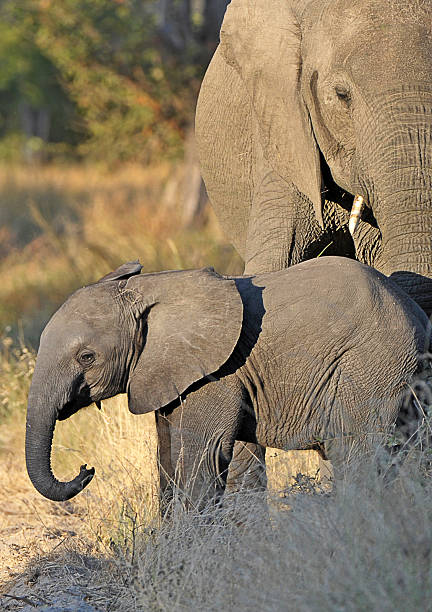 istock Mother and calf elephant, Botswana 513883819
