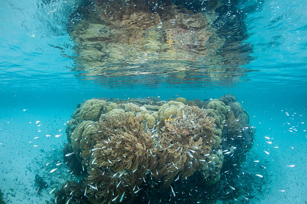 istock Shallow Coral Bommie 513884323