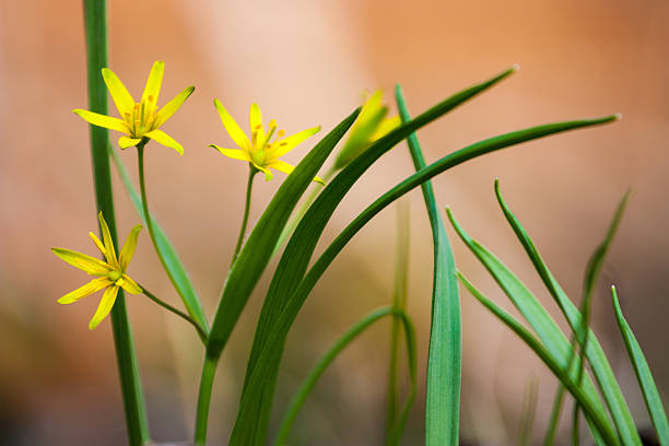 Gagea villosa yellow Gage villosa in green grass gagea pratensis stock pictures, royalty-free photos & images