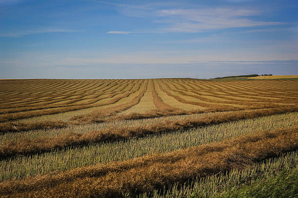 Harvest field stock photo