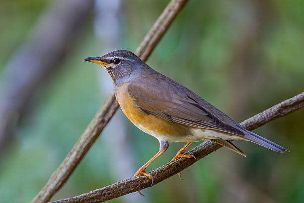 istock Very close up of Eyebrowed Thrush, 513884732