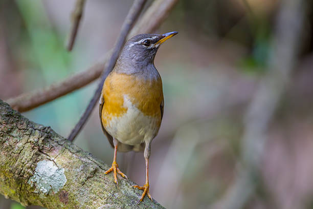 Portrait of  Eyebrowed Thrush, White-browed Thrush, Dark