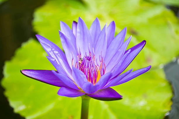 istock beautiful waterlily or lotus flower 513884880