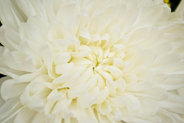 istock Close - up of White Chrysanthemum flower 513885134