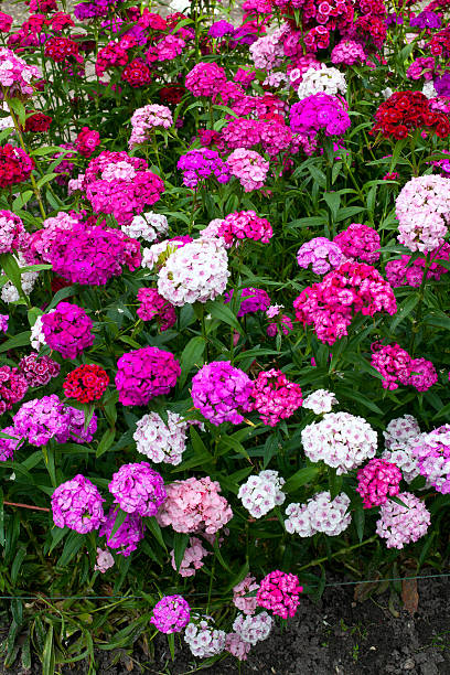 istock Flowerbed of Dianthus 513885325