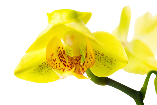 Blooming yellow orchid isolated,  closeup