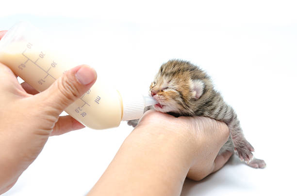 Saiyok, Thailand - May 24, 2009: Unidentified man feeds Indochinese tiger with milk from a bottle in Saiyok, Thailand.