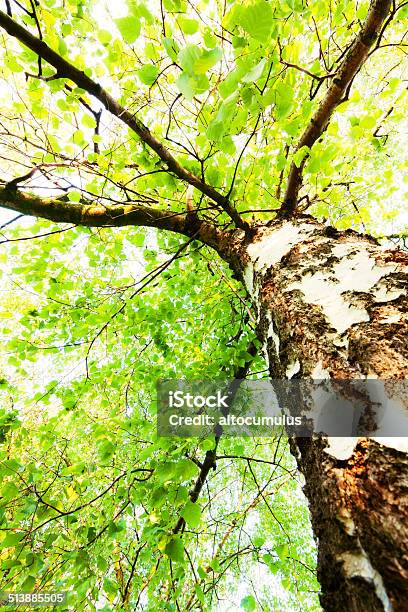 Birch Stock Photo - Download Image Now - Backgrounds, Beauty, Birch Tree