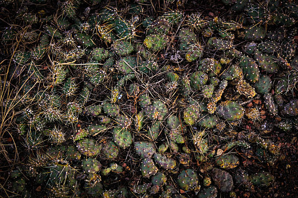 Carpet of cacti stock photo