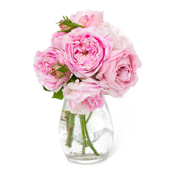 istock bunch of pink striped roses isolated on white 513886205