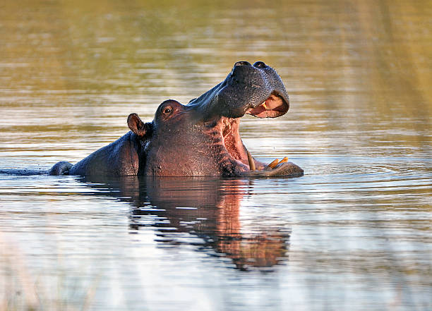 aucune messing, botswana - animal hippopotamus africa yawning photos et images de collection