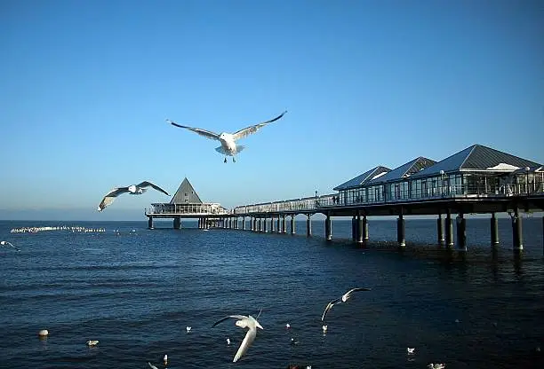 Pier in Heringsdorf with hungry seagulls.