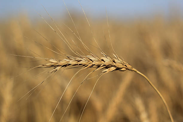 Wheat Stalk stock photo