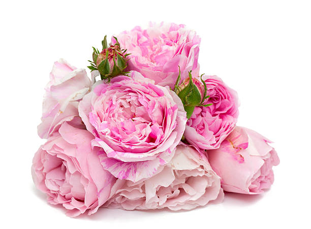istock bunch of pink striped roses isolated on white 513886769