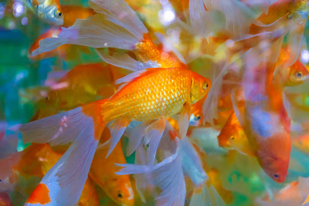 istock Fancy Koi fish in the pond. 513886924