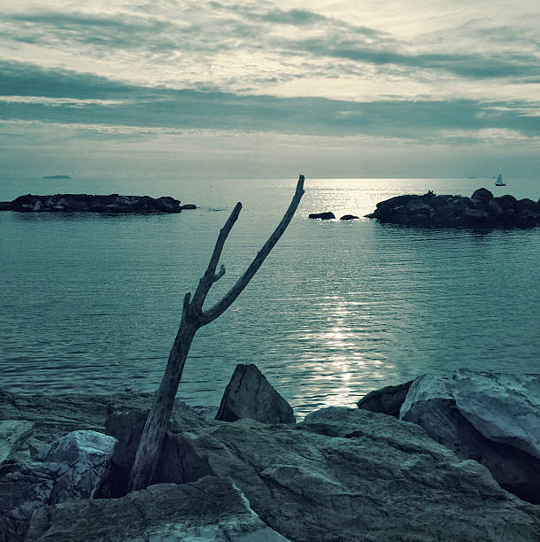 tramonto sul mare con pietre e un ramo morto - marina di pisa foto e immagini stock