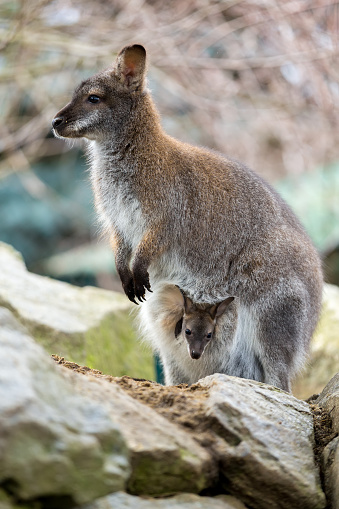 Closeup of a Red-necked Wallaby kangaroo (Macropus rufogriseus) Female with looking small baby in bag